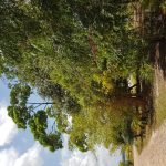 listing image thumbnail with ID 1835