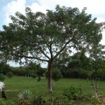 listing image thumbnail with ID 1328