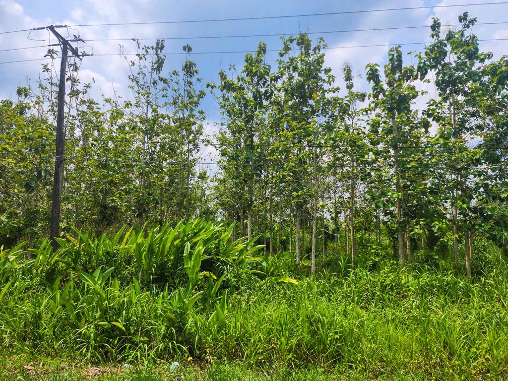 listing image with ID 5159