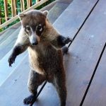 listing image thumbnail with ID 3413