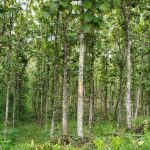 listing image thumbnail with ID 4625