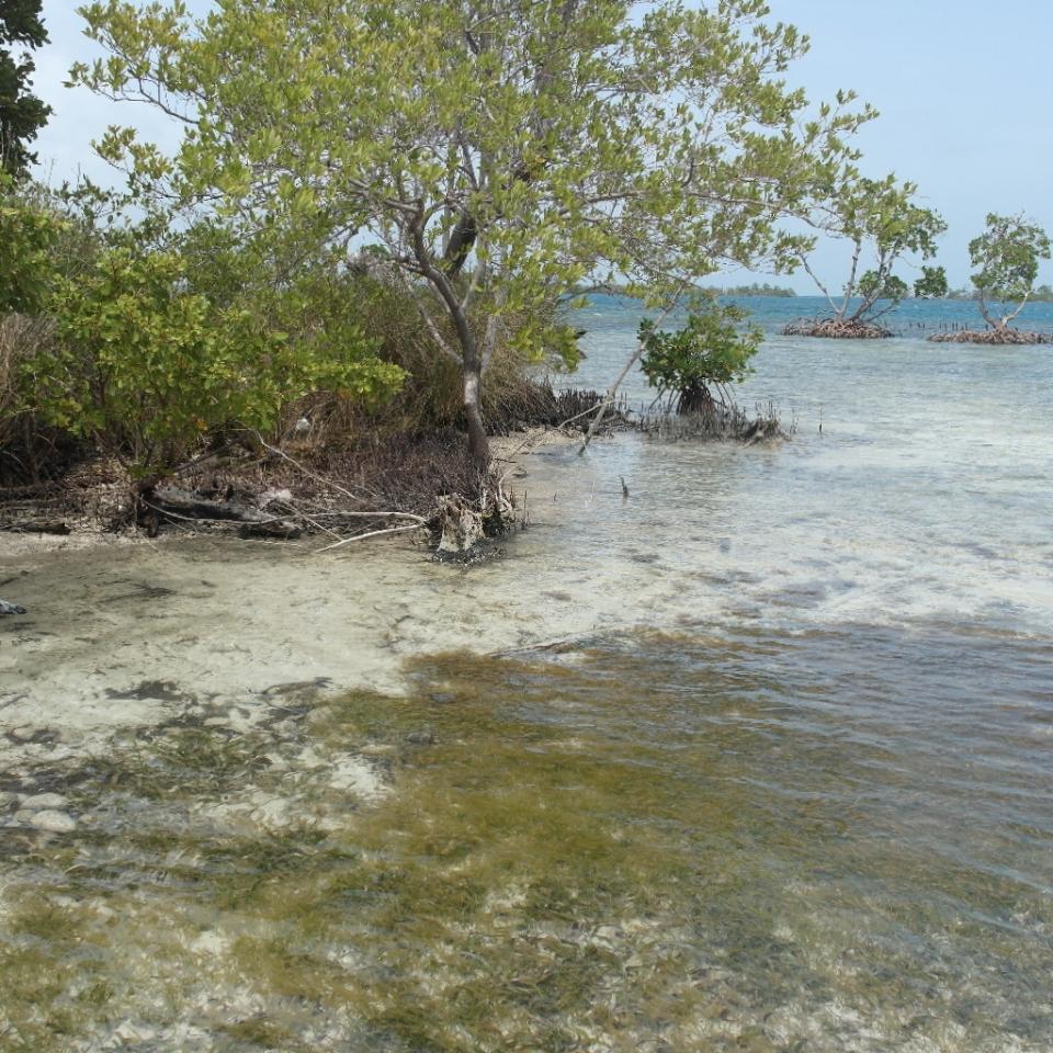 listing image with ID 6495