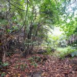 listing image thumbnail with ID 2678