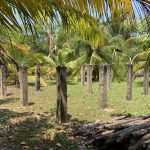 listing image thumbnail with ID 1978