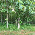 listing image thumbnail with ID 4627