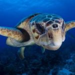 listing image thumbnail with ID 4818