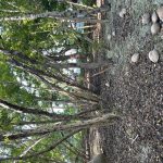 listing image thumbnail with ID 4781