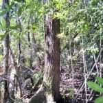 listing image thumbnail with ID 23718