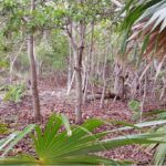 listing image thumbnail with ID 21869