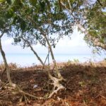 listing image thumbnail with ID 21911