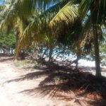 listing image thumbnail with ID 21897