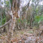 listing image thumbnail with ID 21913