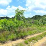 listing image thumbnail with ID 21746