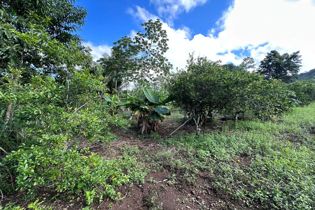 listing image with ID 21527