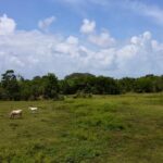 listing image thumbnail with ID 19493