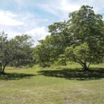 listing image thumbnail with ID 27062