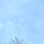 listing image thumbnail with ID 25500