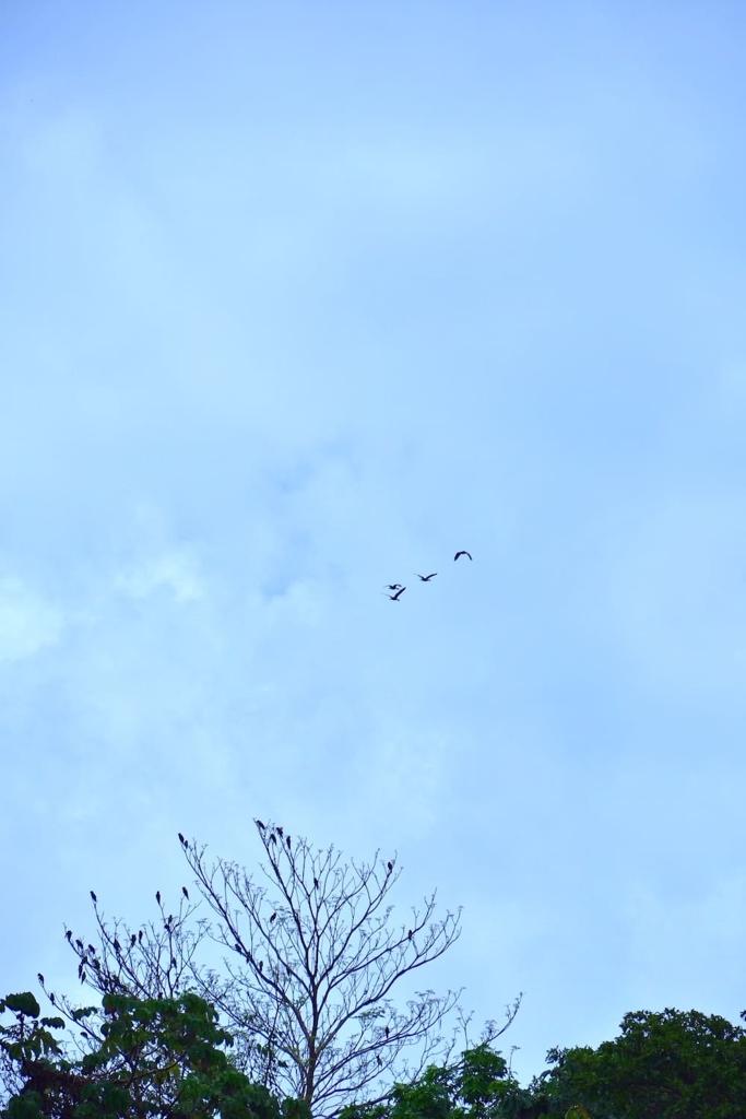 listing image with ID 25500