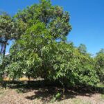 listing image thumbnail with ID 19845