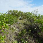 listing image thumbnail with ID 27022