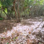 listing image thumbnail with ID 21917