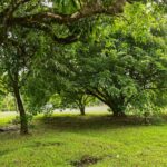 listing image thumbnail with ID 22491