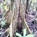 listing image thumbnail with ID 23713