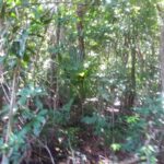 listing image thumbnail with ID 21987