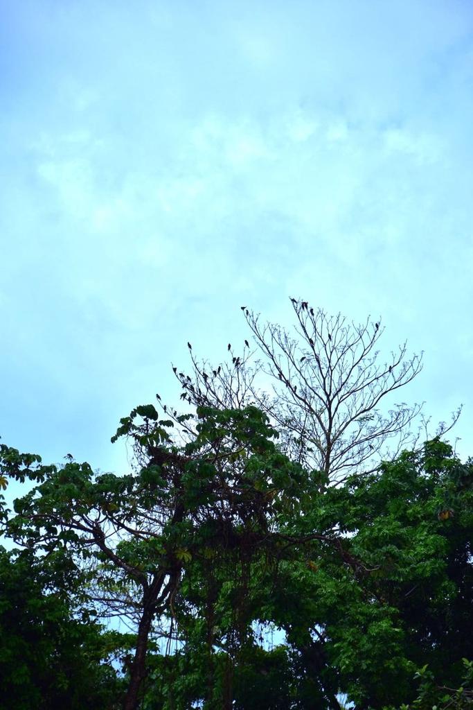 listing image with ID 25501