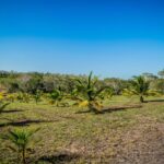 listing image thumbnail with ID 21786