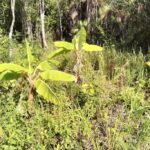 listing image thumbnail with ID 23715