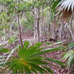 listing image thumbnail with ID 21862