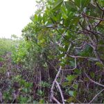 listing image thumbnail with ID 21857