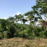 listing image thumbnail with ID 21836