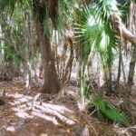 listing image thumbnail with ID 21916