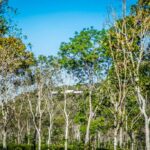 listing image thumbnail with ID 21785