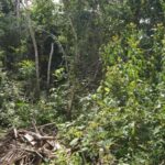 listing image thumbnail with ID 23587