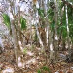 listing image thumbnail with ID 21915