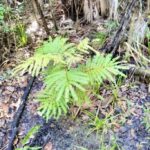 listing image thumbnail with ID 23720