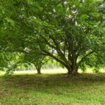 listing image thumbnail with ID 22492