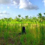 listing image thumbnail with ID 22520