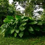 listing image thumbnail with ID 22927