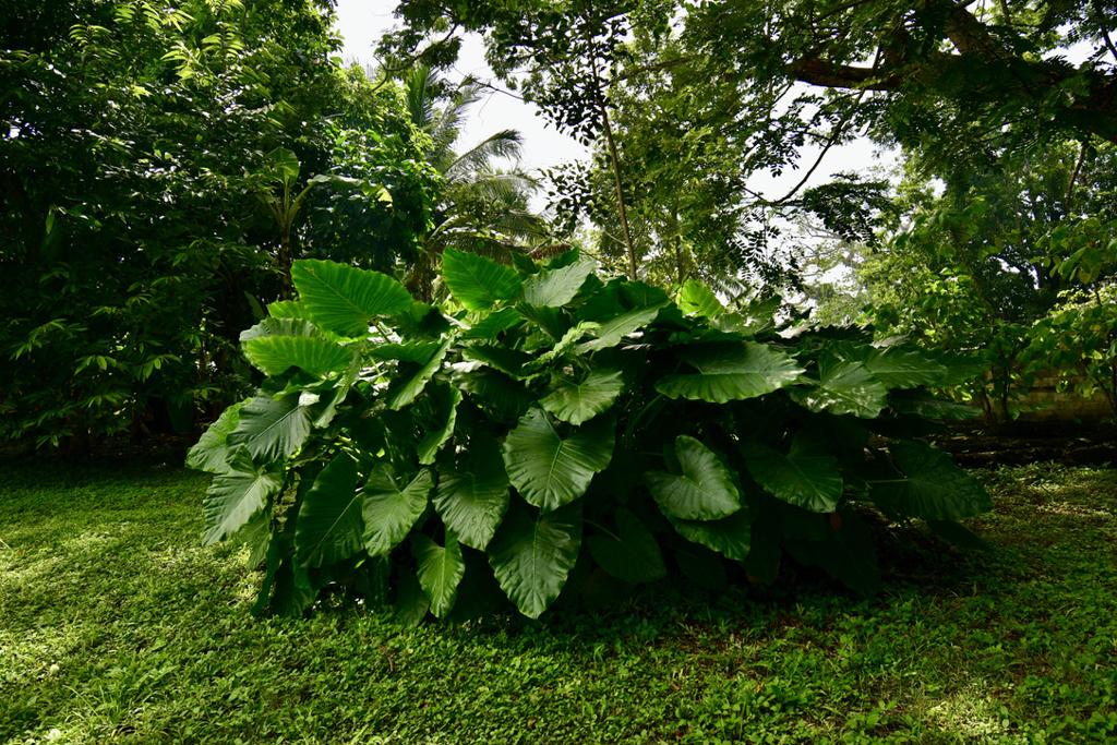 listing image with ID 22927
