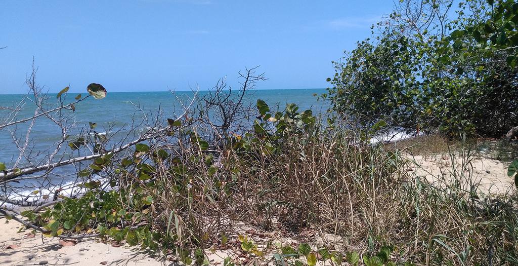 listing image with ID 14519