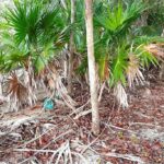 listing image thumbnail with ID 21864