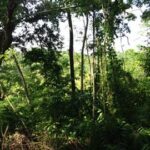 listing image thumbnail with ID 21838