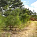 listing image thumbnail with ID 22787