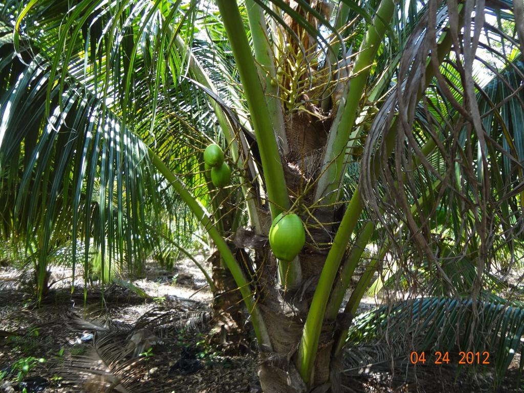 listing image with ID 16797