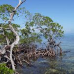 listing image thumbnail with ID 24221