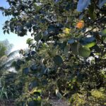 listing image thumbnail with ID 19874